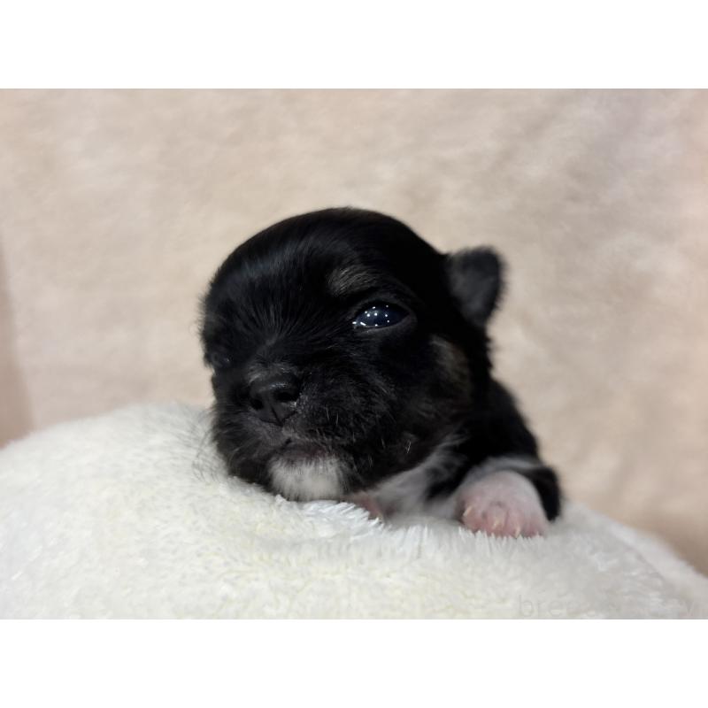 販売中の千葉県のチワワ(ロングコート)-430928の7枚目