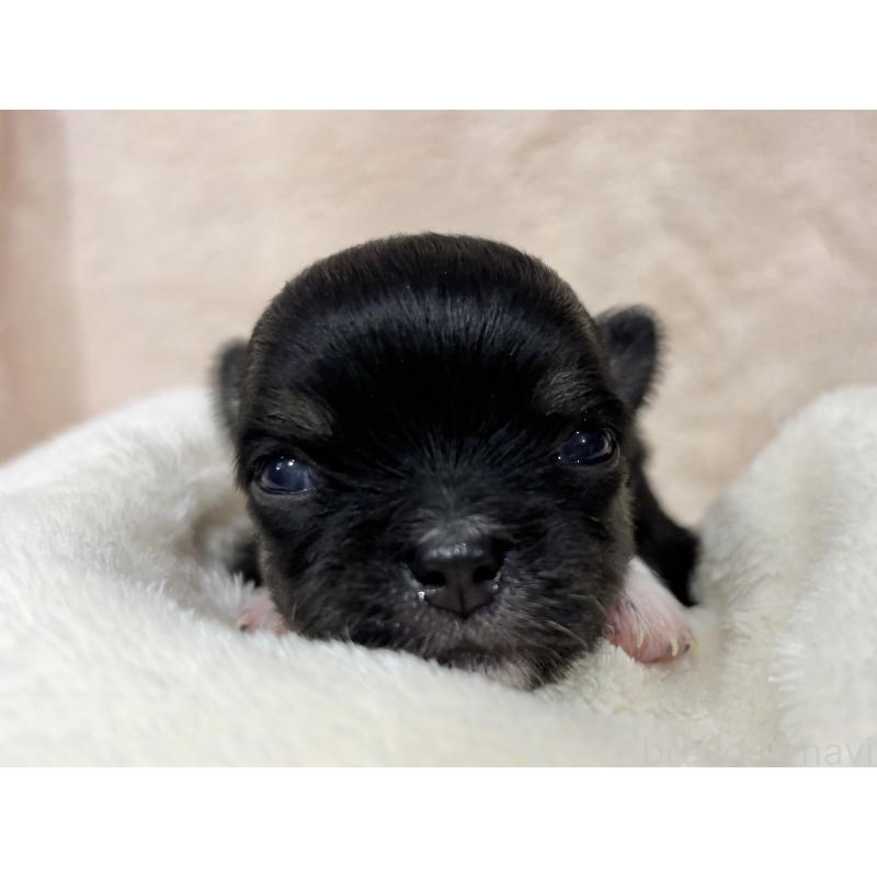 販売中の千葉県のチワワ(ロングコート)-430928の6枚目