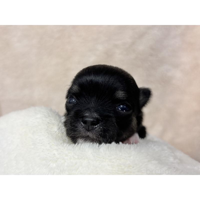 販売中の千葉県のチワワ(ロングコート)-430928の5枚目