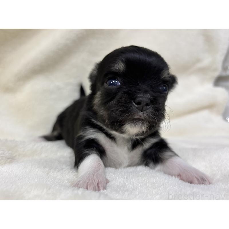 販売中の千葉県のチワワ(ロングコート)-430928の4枚目