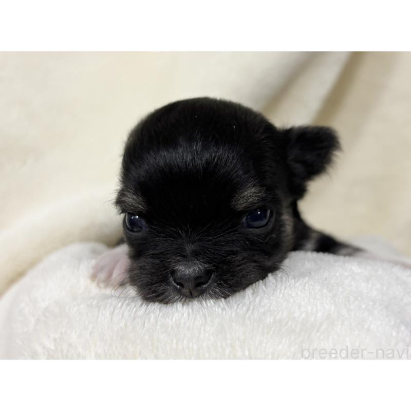 販売中の千葉県のチワワ(ロングコート)-430928の3枚目