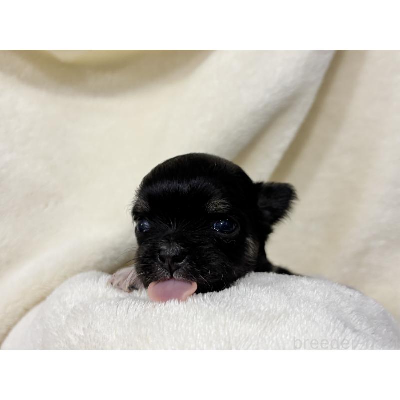 販売中の千葉県のチワワ(ロングコート)-430928の2枚目