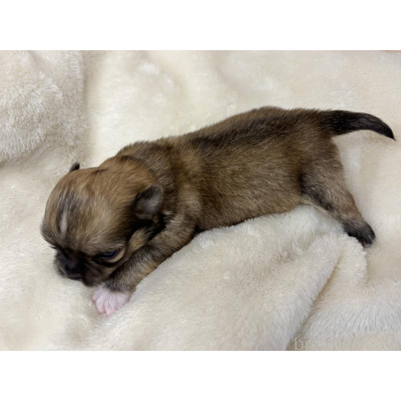 販売中の千葉県のチワワ(ロングコート)-430929の10枚目