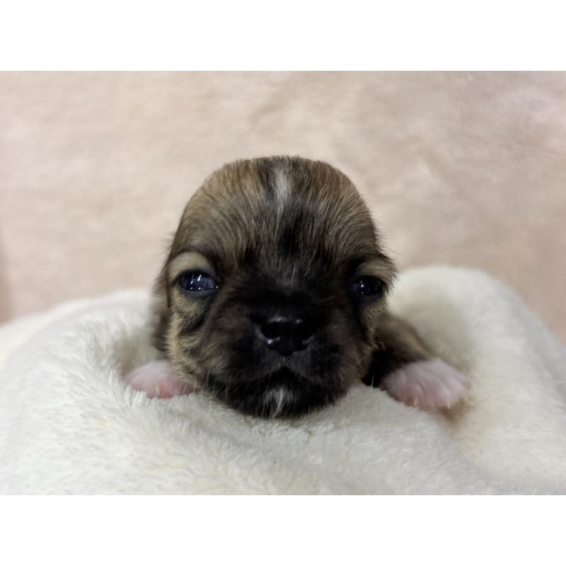 販売中の千葉県のチワワ(ロングコート)-430929の9枚目