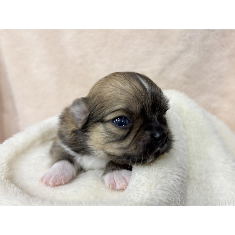 販売中の千葉県のチワワ(ロングコート)-430929の8枚目