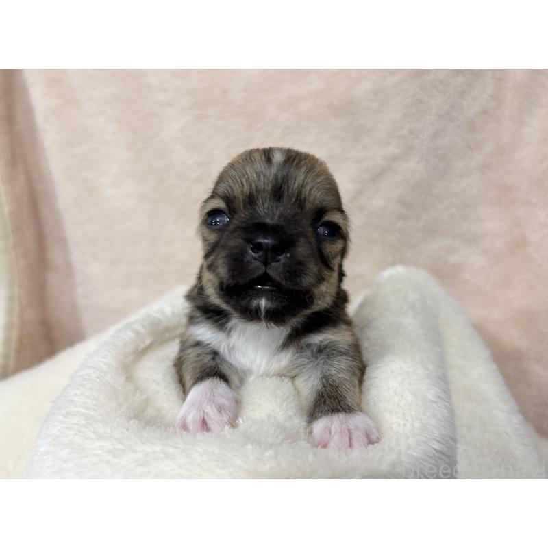 販売中の千葉県のチワワ(ロングコート)-430929の7枚目