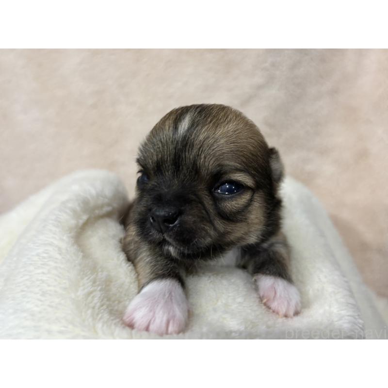 販売中の千葉県のチワワ(ロングコート)-430929の6枚目