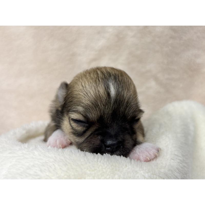 販売中の千葉県のチワワ(ロングコート)-430929の5枚目