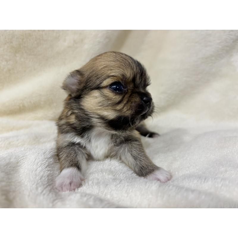 販売中の千葉県のチワワ(ロングコート)-430929の4枚目