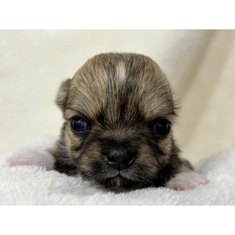 販売中の千葉県のチワワ(ロングコート)-430929の3枚目