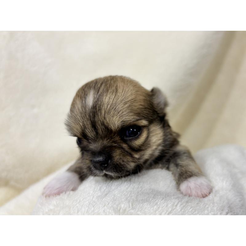 販売中の千葉県のチワワ(ロングコート)-430929の2枚目