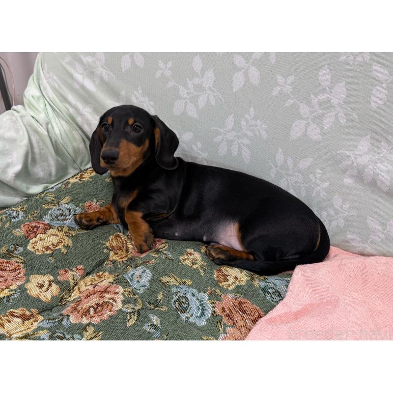 販売中の東京都のミニチュアダックスフンド(スムースヘアード)-417036の8枚目