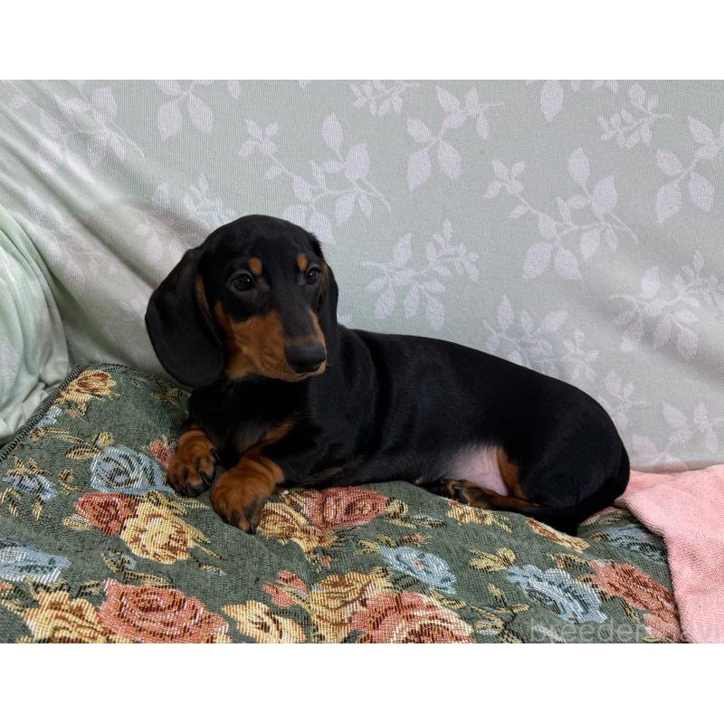 販売中の東京都のミニチュアダックスフンド(スムースヘアード)-417036の7枚目