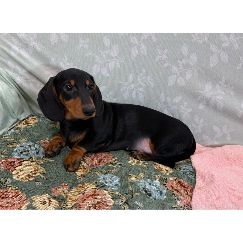 販売中の東京都のミニチュアダックスフンド(スムースヘアード)-417036の6枚目