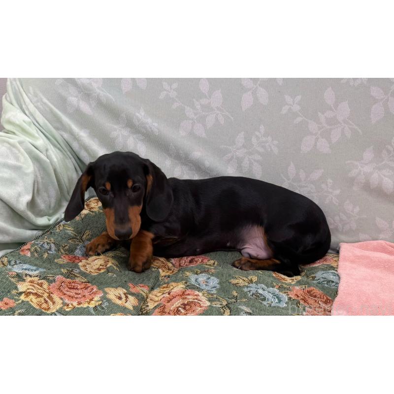 販売中の東京都のミニチュアダックスフンド(スムースヘアード)-417036の4枚目