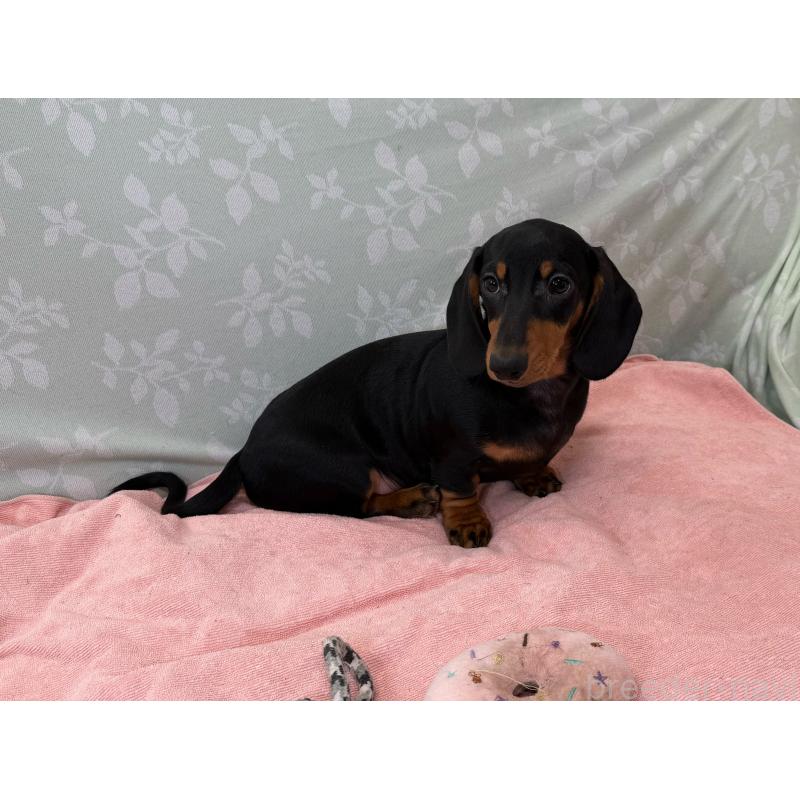 販売中の東京都のミニチュアダックスフンド(スムースヘアード)-417036の3枚目