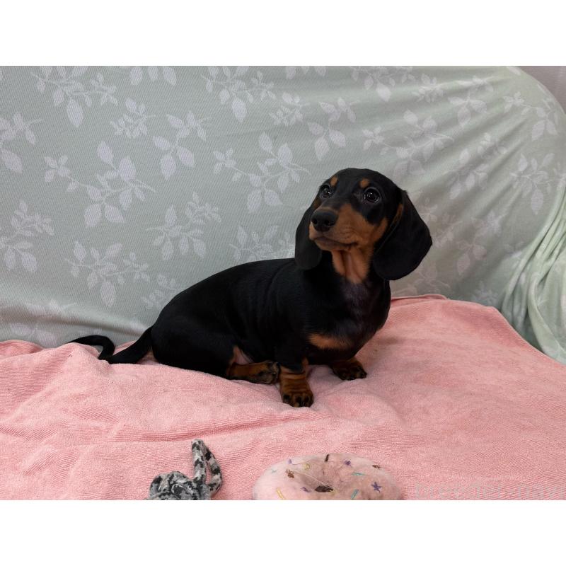 販売中の東京都のミニチュアダックスフンド(スムースヘアード)-417036の2枚目