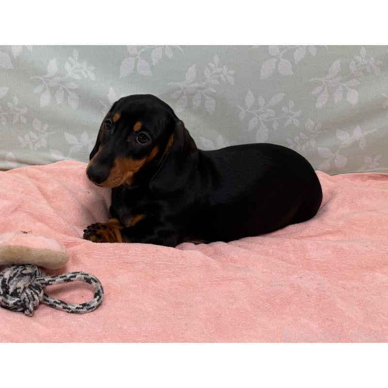 販売中の東京都のミニチュアダックスフンド(スムースヘアード)-425234の8枚目