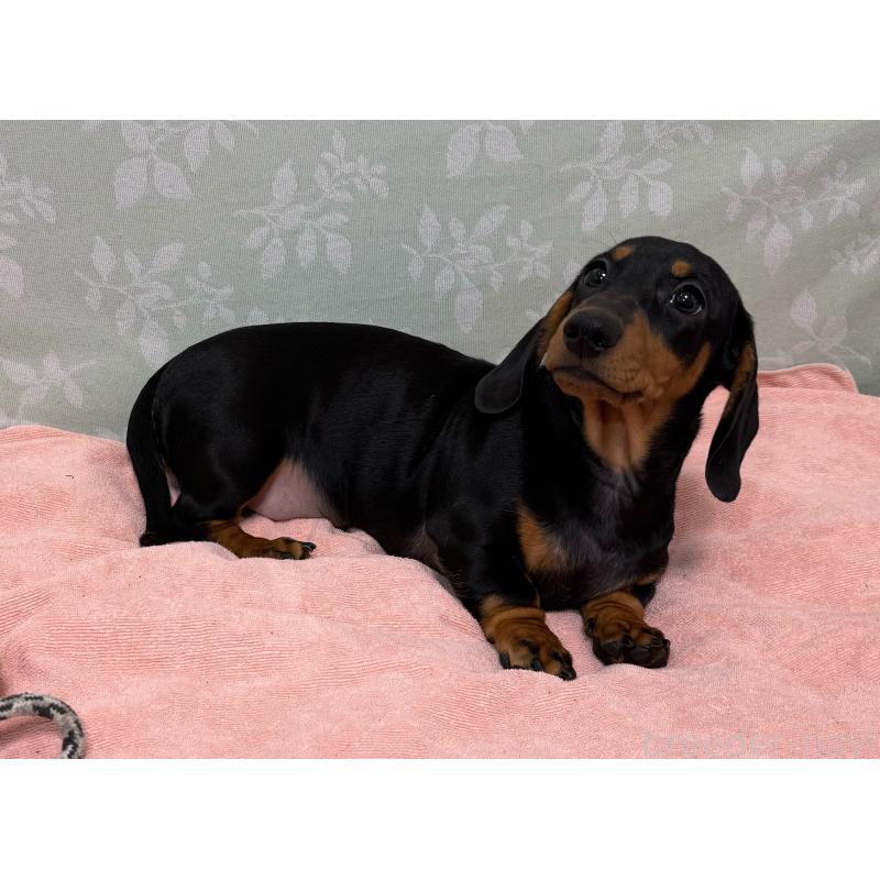 販売中の東京都のミニチュアダックスフンド(スムースヘアード)-425234の7枚目