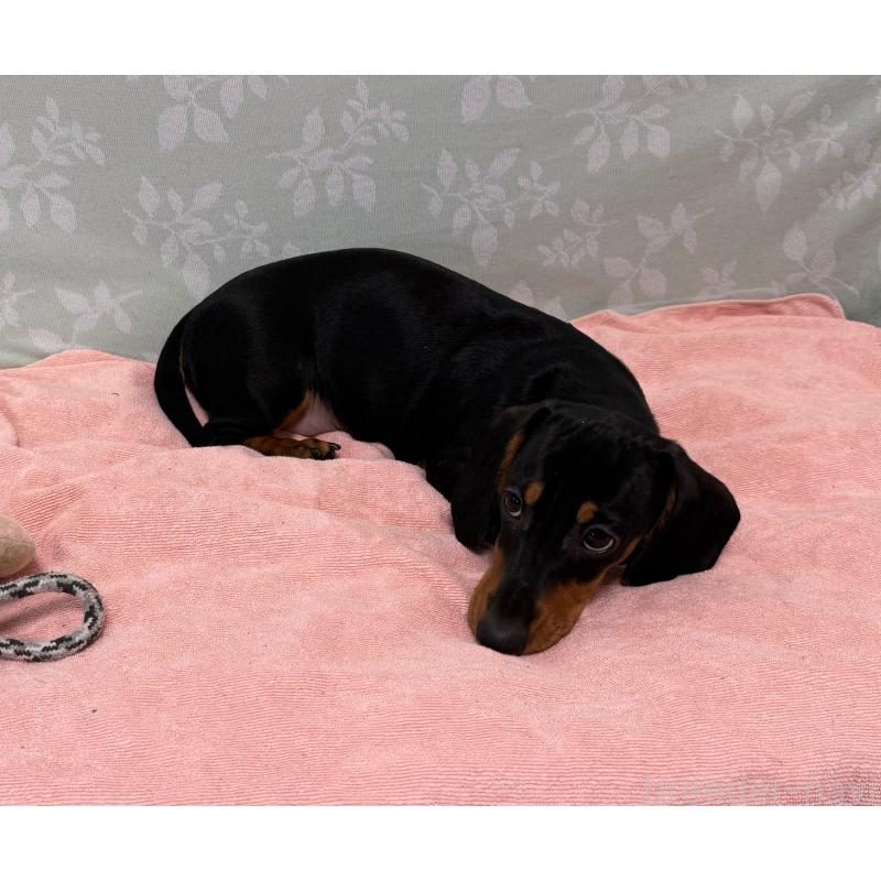 販売中の東京都のミニチュアダックスフンド(スムースヘアード)-425234の6枚目