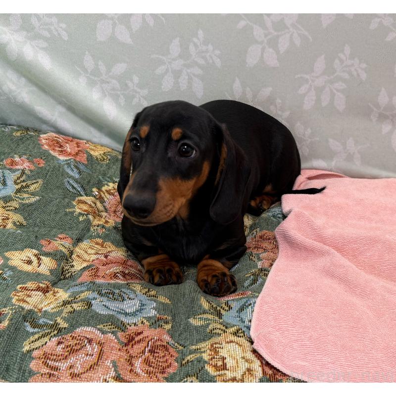 販売中の東京都のミニチュアダックスフンド(スムースヘアード)-425234の5枚目