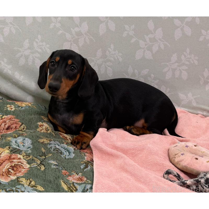 販売中の東京都のミニチュアダックスフンド(スムースヘアード)-425234の4枚目