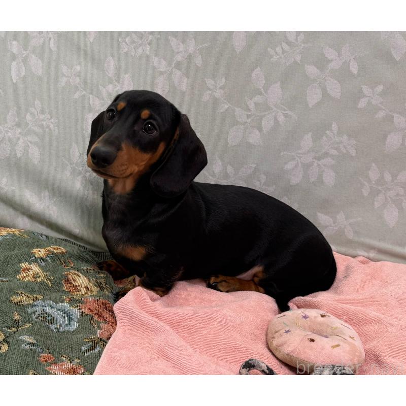 販売中の東京都のミニチュアダックスフンド(スムースヘアード)-425234の3枚目