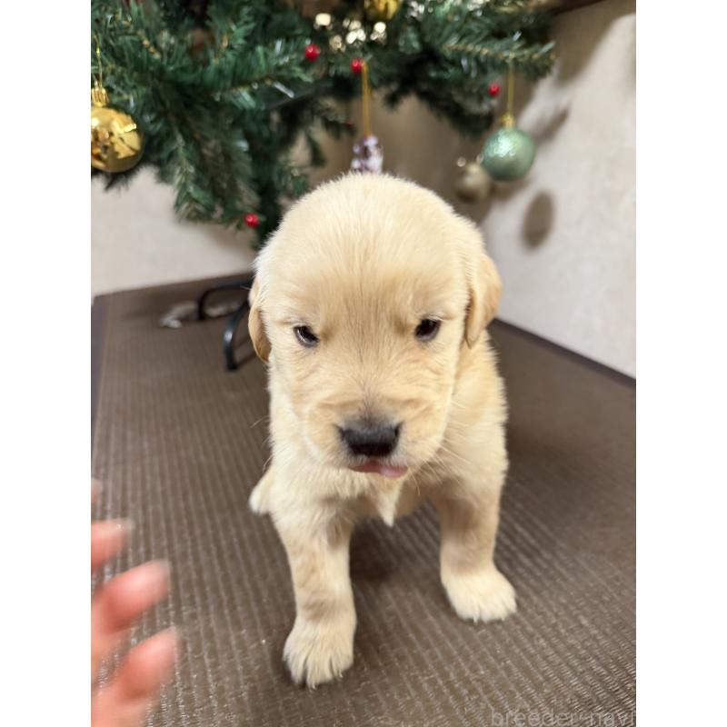 販売中の東京都のゴールデンレトリーバー-424253の2枚目