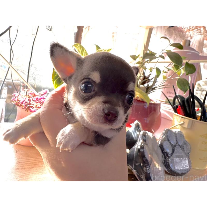 販売中の福岡県のチワワ(スムースコート)-430934の1枚目