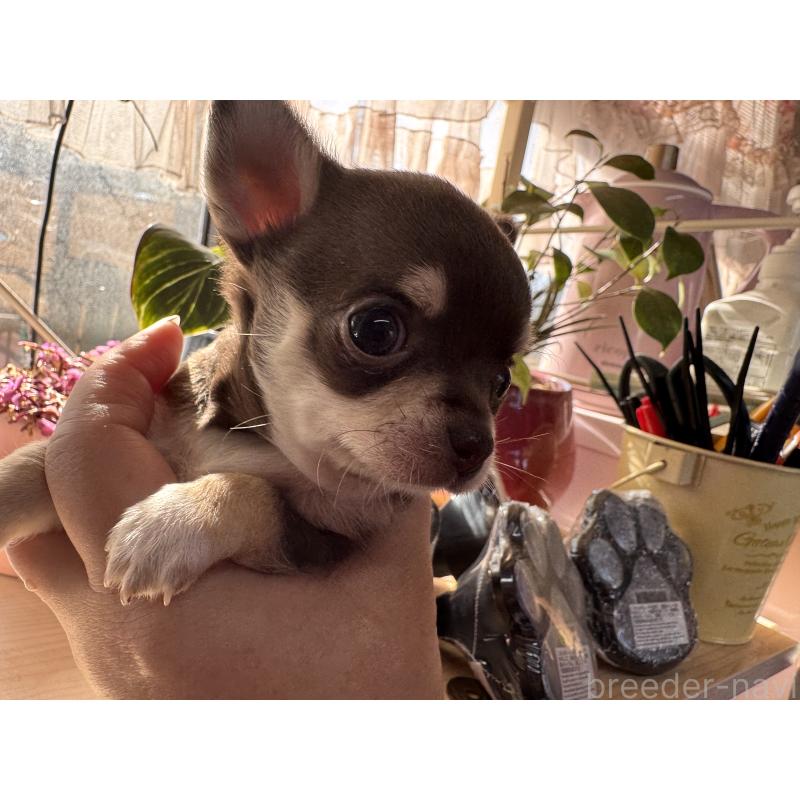 販売中の福岡県のチワワ(スムースコート)-430934の9枚目