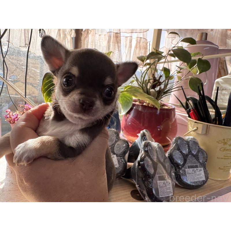 販売中の福岡県のチワワ(スムースコート)-430934の8枚目