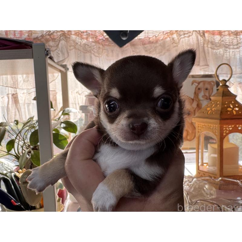 販売中の福岡県のチワワ(スムースコート)-430934の7枚目