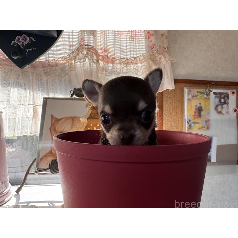 販売中の福岡県のチワワ(スムースコート)-430934の6枚目