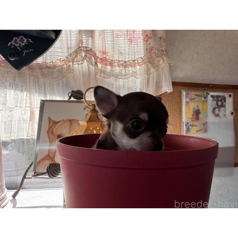 販売中の福岡県のチワワ(スムースコート)-430934の5枚目