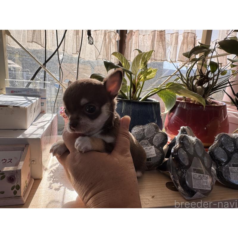 販売中の福岡県のチワワ(スムースコート)-430934の4枚目