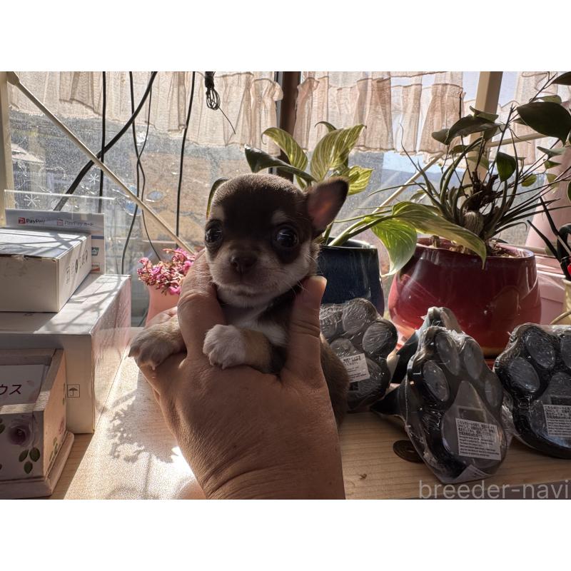 販売中の福岡県のチワワ(スムースコート)-430934の3枚目