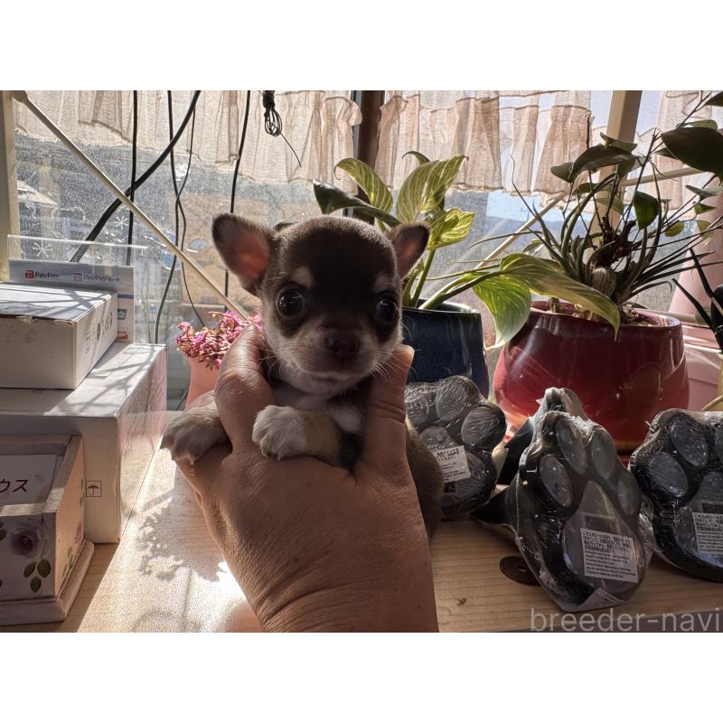 販売中の福岡県のチワワ(スムースコート)-430934の2枚目