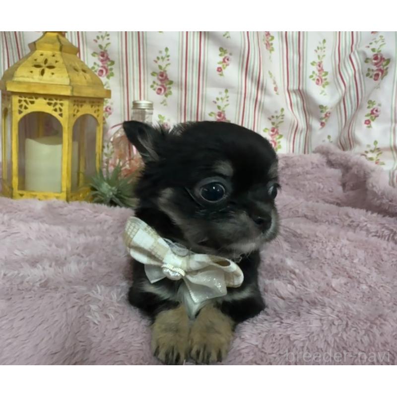 販売中の福岡県のチワワ(ロングコート)-430936