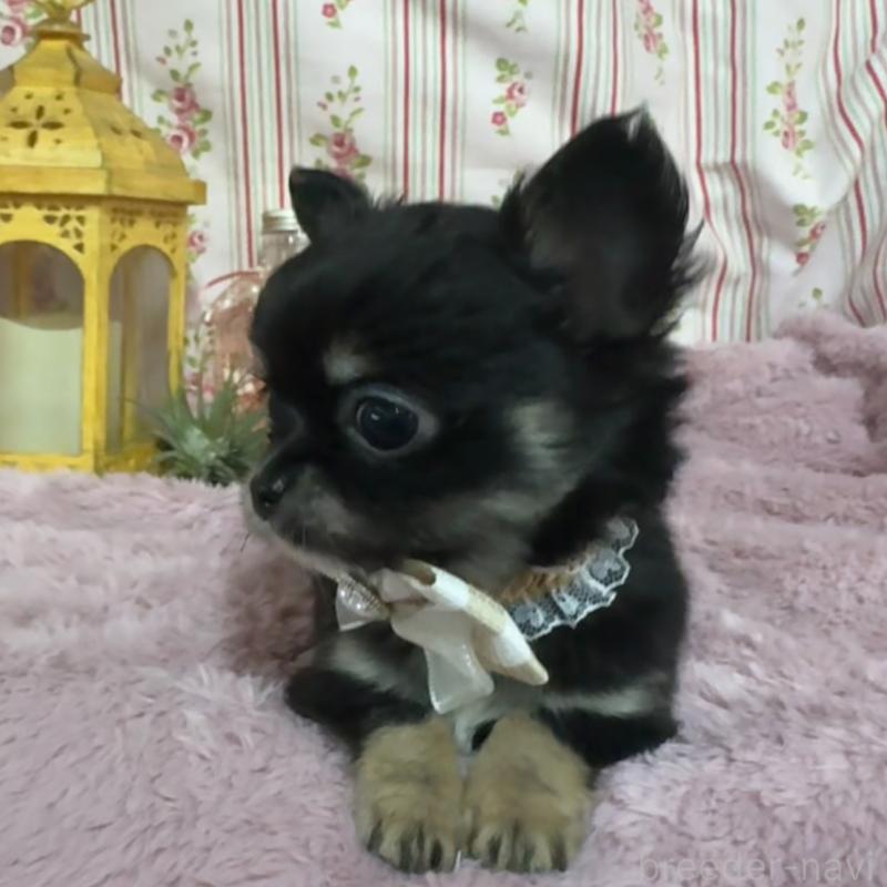 販売中の福岡県のチワワ(ロングコート)-430936の7枚目