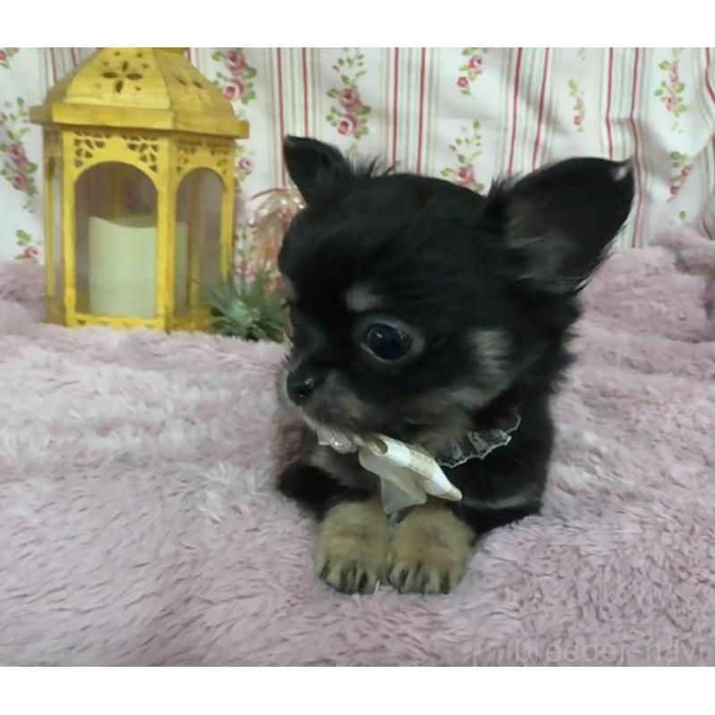 販売中の福岡県のチワワ(ロングコート)-430936の6枚目