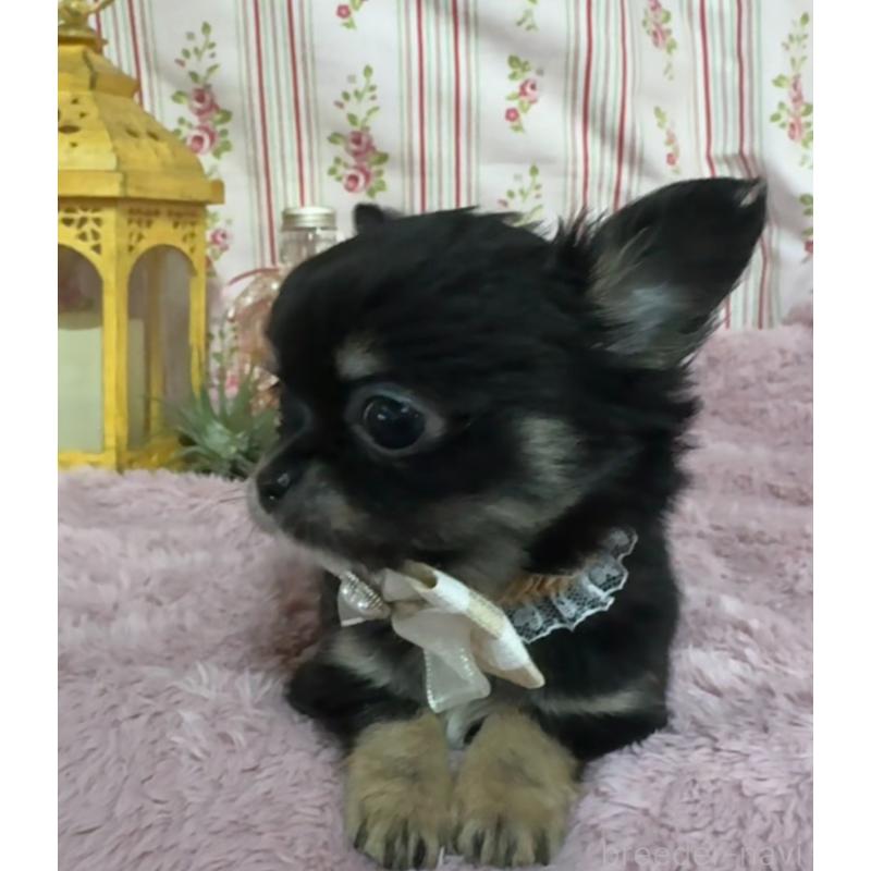 販売中の福岡県のチワワ(ロングコート)-430936の5枚目