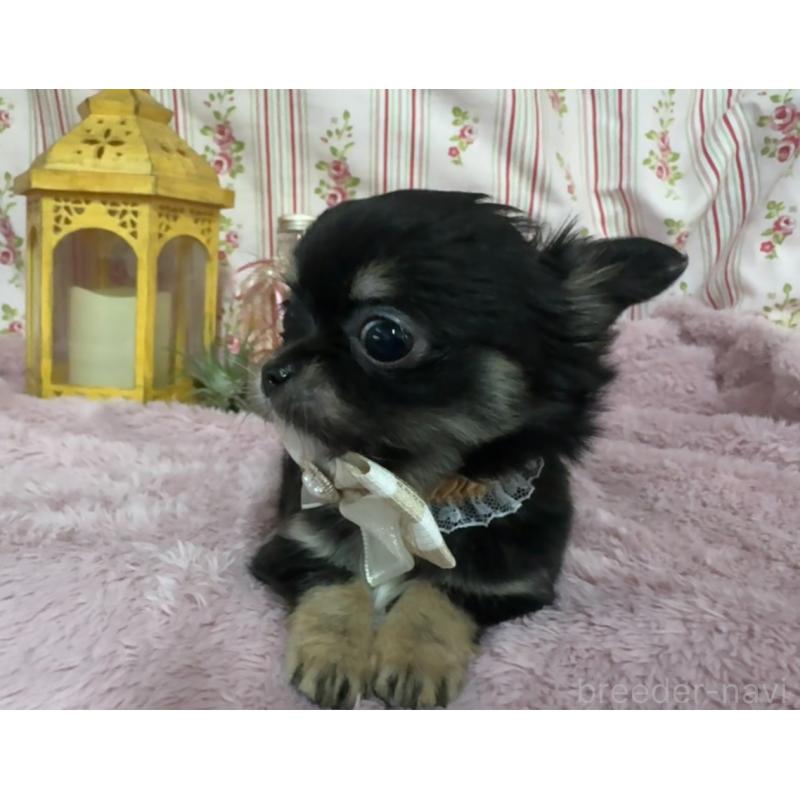 販売中の福岡県のチワワ(ロングコート)-430936の4枚目