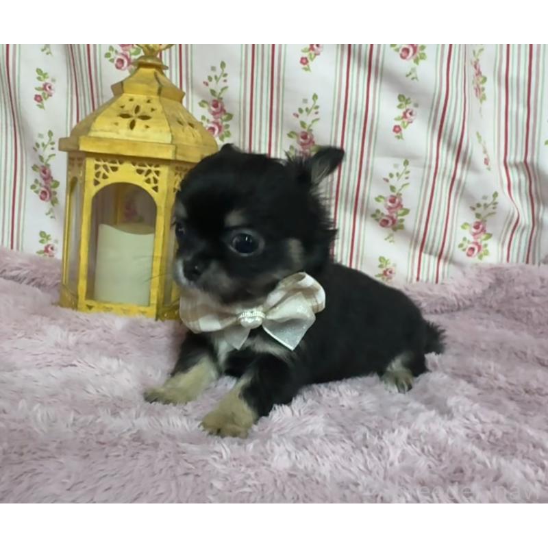 販売中の福岡県のチワワ(ロングコート)-430936の3枚目