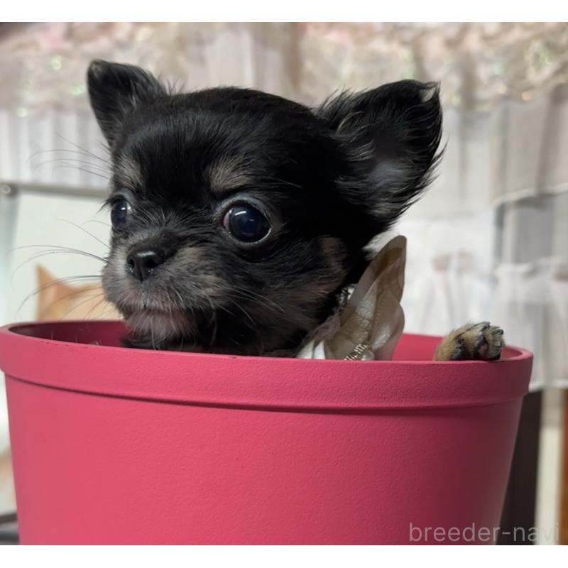 販売中の福岡県のチワワ(ロングコート)-430936の2枚目