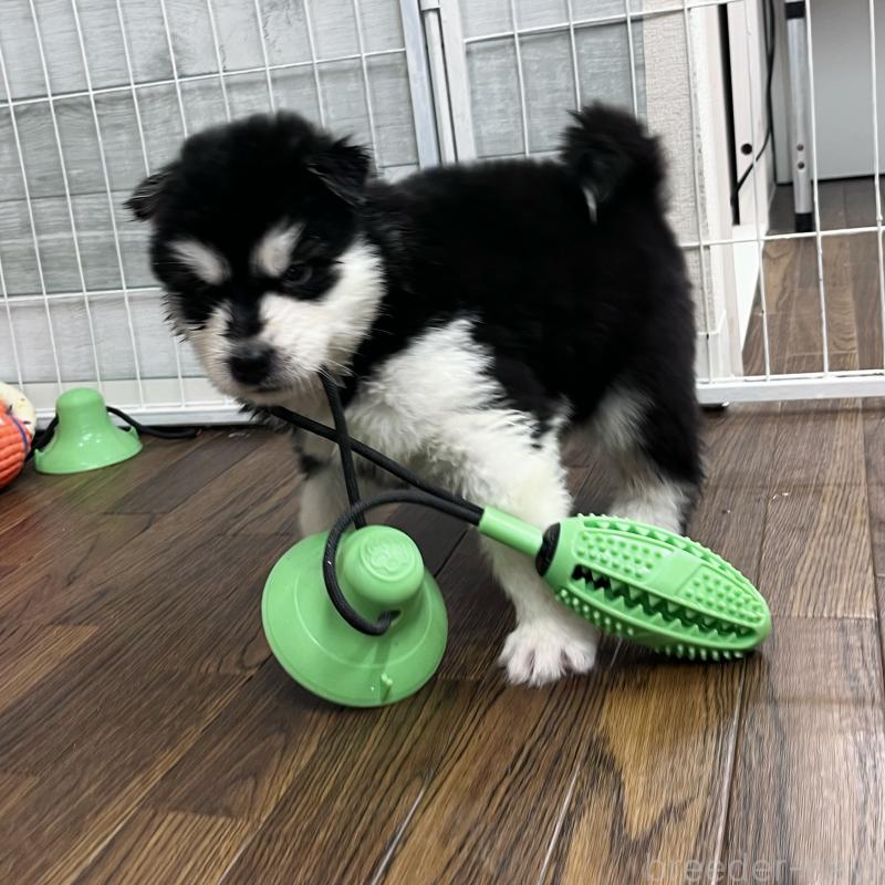 販売中の東京都のアラスカンマラミュート-430935の1枚目