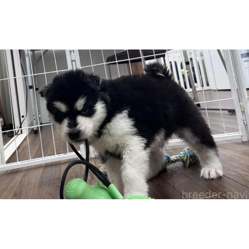 販売中の東京都のアラスカンマラミュート-430935の10枚目