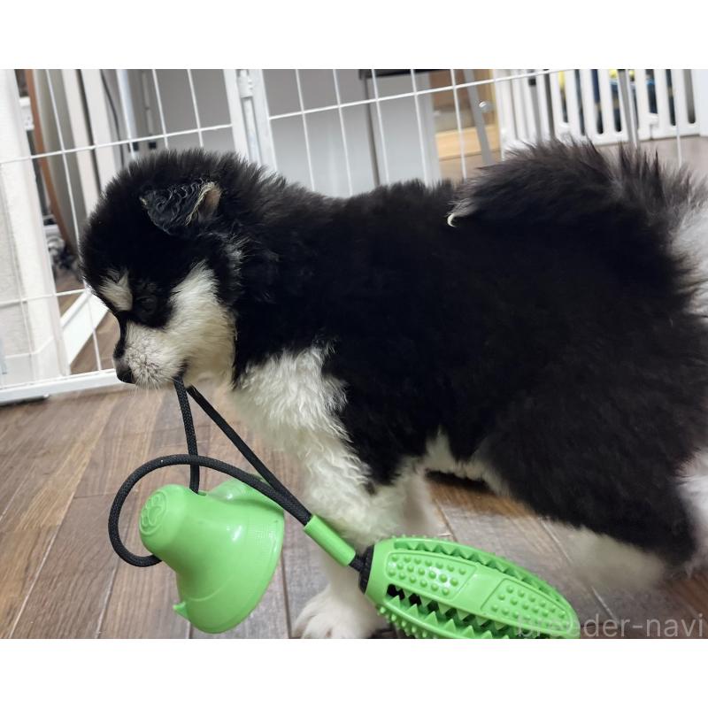 販売中の東京都のアラスカンマラミュート-430935の9枚目