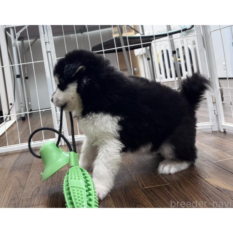 販売中の東京都のアラスカンマラミュート-430935の8枚目