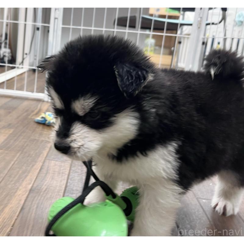 販売中の東京都のアラスカンマラミュート-430935の7枚目