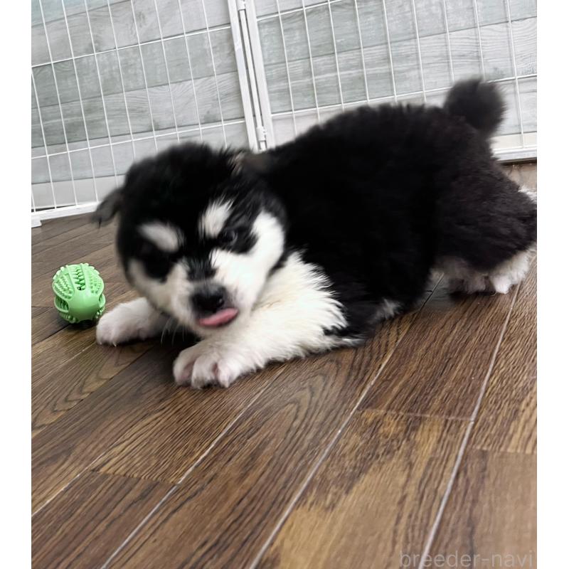 販売中の東京都のアラスカンマラミュート-430935の6枚目